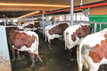 Wagrains Pinzgauerzucht hat Anziehungskraft.jpg © Sendlhofer