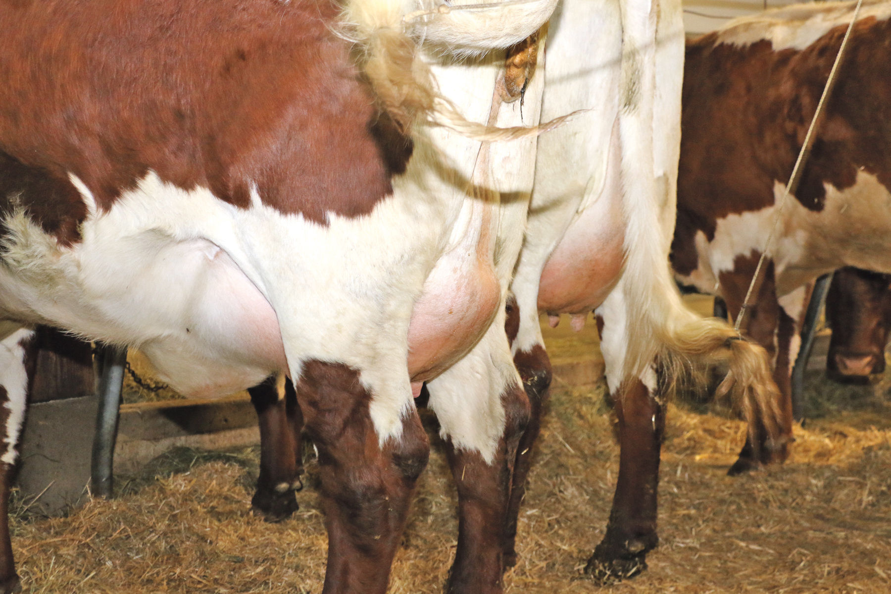 Wagrains Pinzgauerzucht hat Anziehungskraft.jpg © Sendlhofer