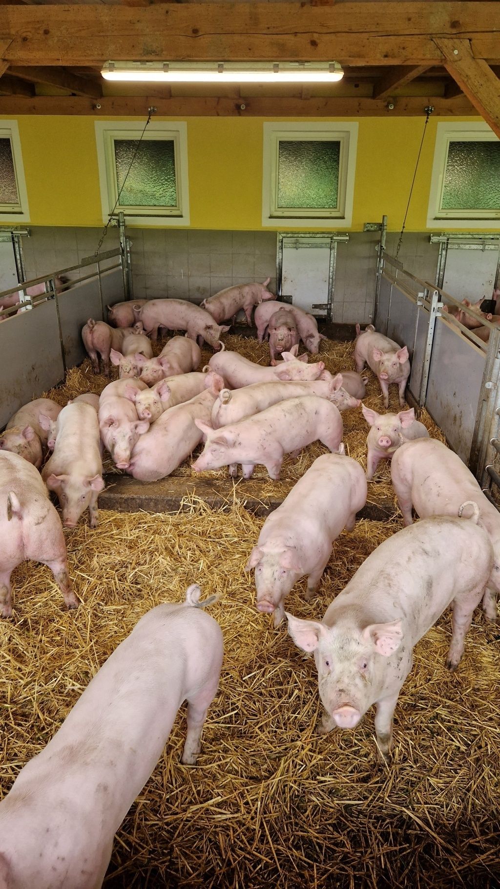 Schweinestall1_LK OÖ_klein.jpg © Landwirtschaftskammer OÖ