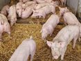Schweinestall1_LK OÖ_klein © Landwirtschaftskammer OÖ