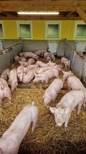 Schweinestall1_LK OÖ_klein.jpg © Landwirtschaftskammer OÖ