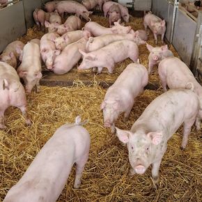 Schweinestall1_LK OÖ_klein © Landwirtschaftskammer OÖ Schweinestall1_LK OÖ_klein © Landwirtschaftskammer OÖ