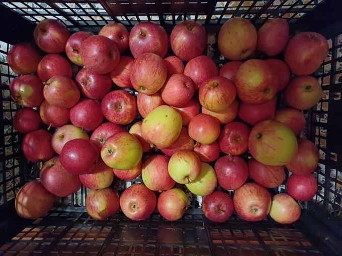 Rheinischer Bohnapfel.jpg © Strebl/LK OÖ Rheinischer Bohnapfel.jpg © Strebl/LK OÖ