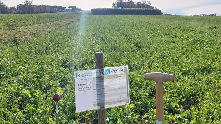 Eindrücke vom Zwischenfruchtgroßversuch an der HLBLA St. Florian, 19. Oktober 2025