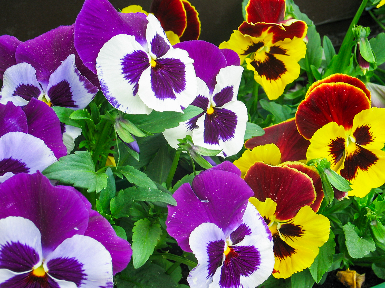 Hornveilchen Gartenblume © LK Tirol
