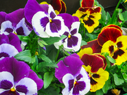 Hornveilchen Gartenblume © LK Tirol