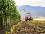 Maisernte mit dem Traktor © LK Tirol Egger