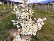 Obstbau_Obstblüte_Blüte (c)LK Tirol Böck(4) Kopie.png © Archiv