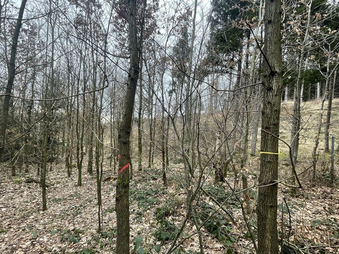 Freistellung Z-Bäume.jpg © LK OÖ/Pennetzdorfer Freistellung Z-Bäume.jpg © LK OÖ/Pennetzdorfer