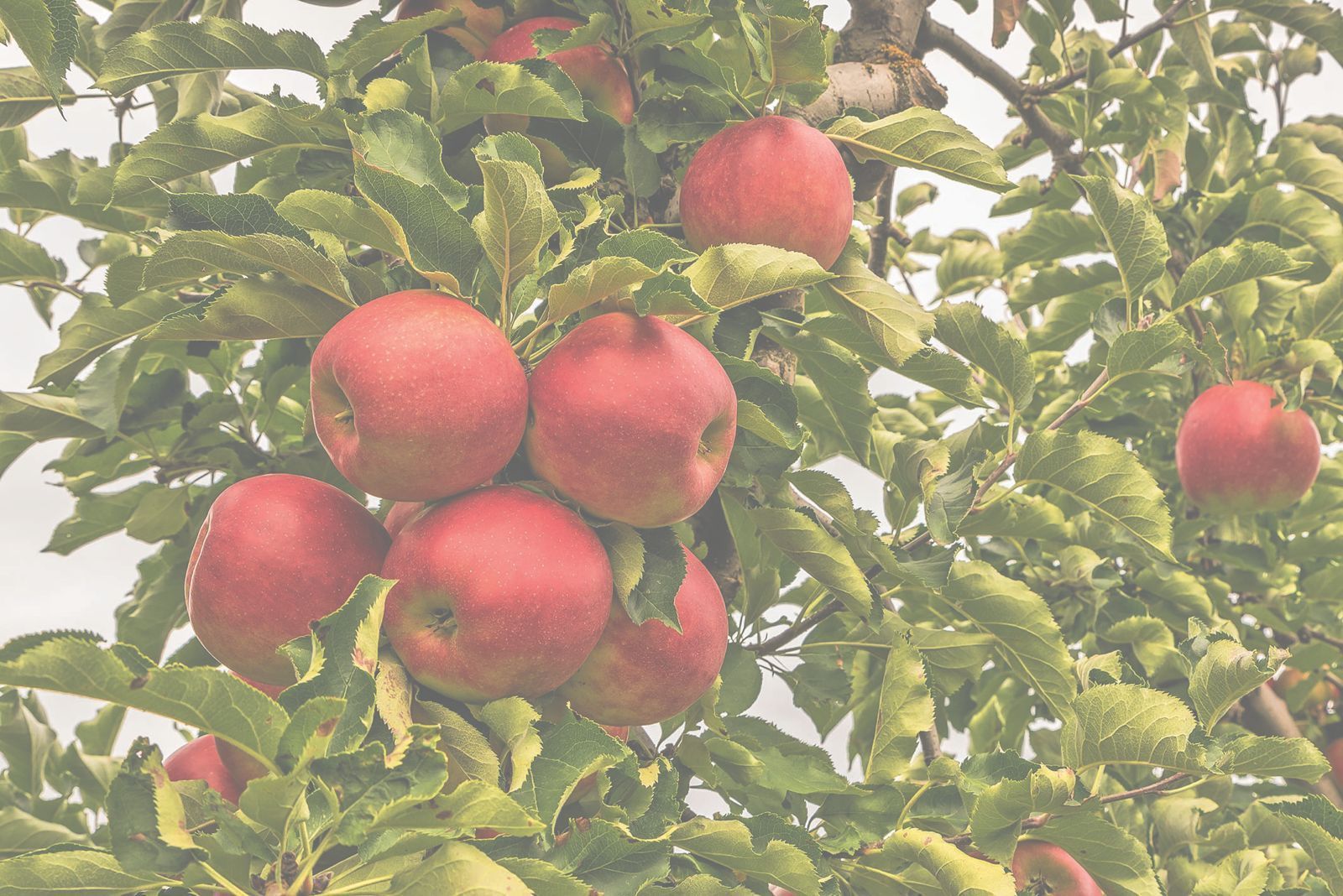 Grüner Bericht.jpg © Archiv