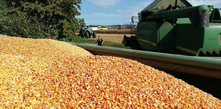 Maisdrusch.jpg © LK OÖ/Feitzlmayr