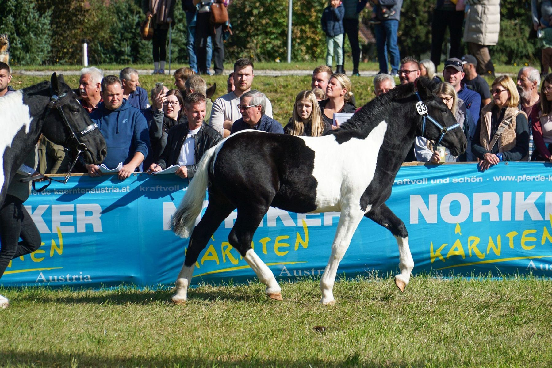 Stutfohlen Mira.jpg © Wuzella Stutfohlen Mira.jpg © Wuzella