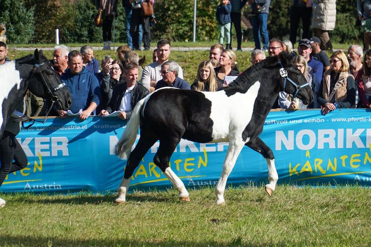 Stutfohlen Mira.jpg © Wuzella