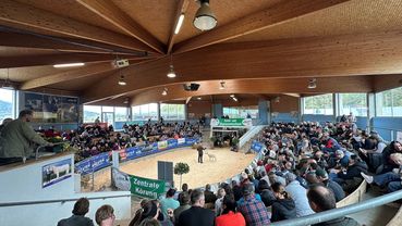 Halle.jpg © SZZV Kärnten Halle.jpg © SZZV Kärnten