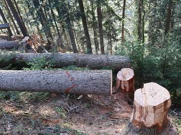 Waldmontag.jpg © LK Vbg. Waldmontag.jpg © LK Vbg.