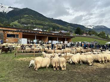 Schafausstellung.jpg © Schafzuchtverband Vorarlberg Schafausstellung.jpg © Schafzuchtverband Vorarlberg