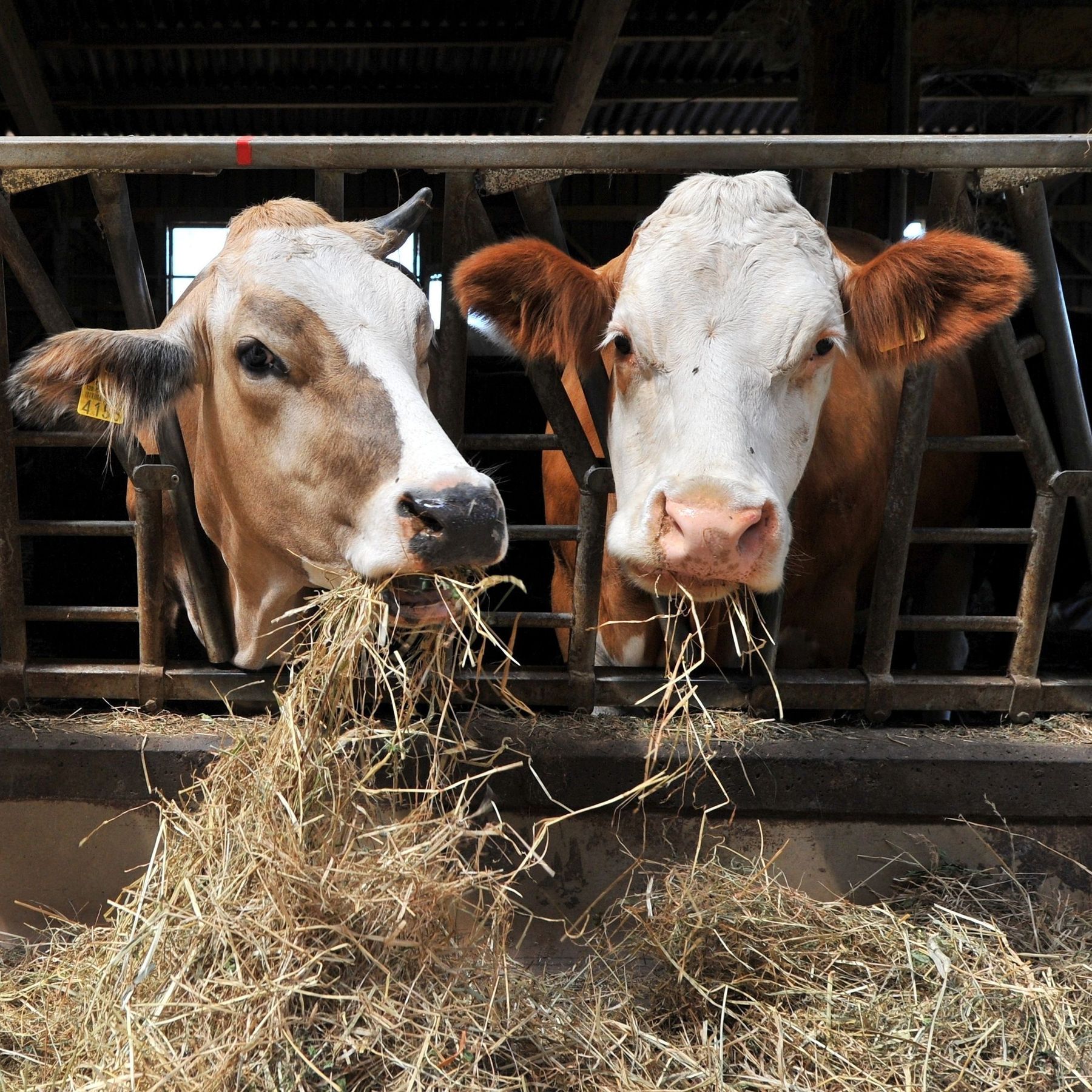 Rinder im Stall_AdobeStock.jpg © stock.adobe.com Rinder im Stall_AdobeStock.jpg © stock.adobe.com