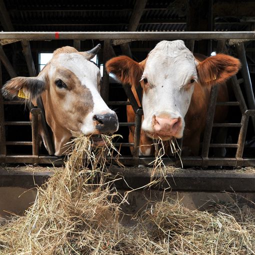 Rinder im Stall_AdobeStock.jpg © stock.adobe.com Rinder im Stall_AdobeStock.jpg © stock.adobe.com