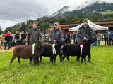 © Schafzuchtverband Vorarlberg © Schafzuchtverband Vorarlberg