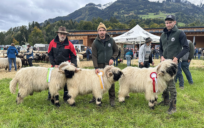 © Schafzuchtverband Vorarlberg © Schafzuchtverband Vorarlberg