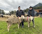 © Schafzuchtverband Vorarlberg © Schafzuchtverband Vorarlberg