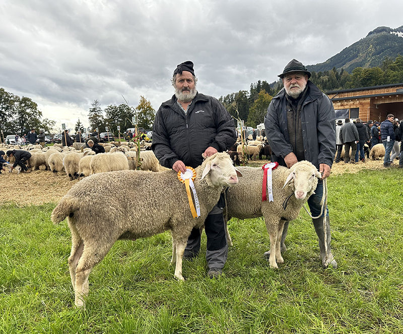 © Schafzuchtverband Vorarlberg © Schafzuchtverband Vorarlberg