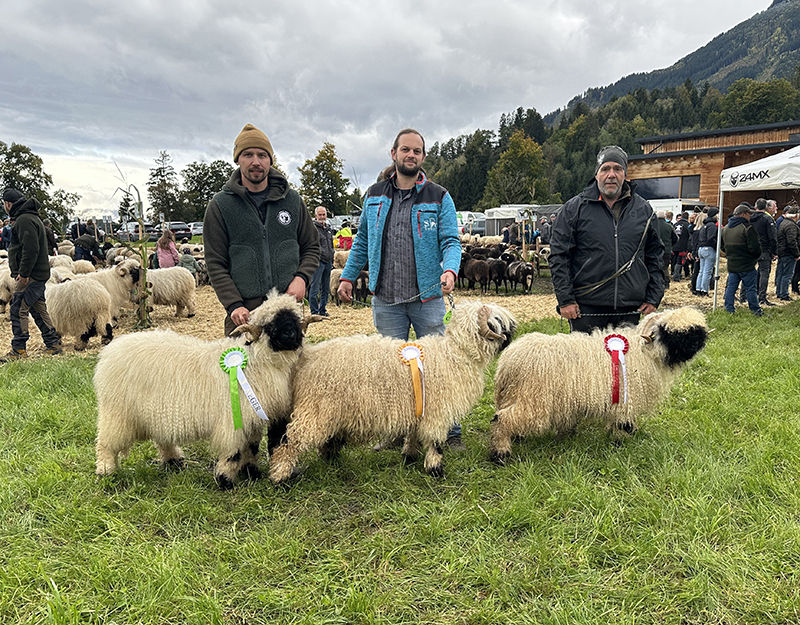 © Schafzuchtverband Vorarlberg