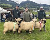 © Schafzuchtverband Vorarlberg © Schafzuchtverband Vorarlberg