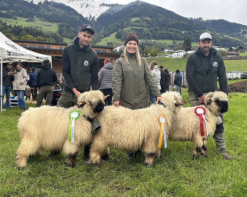 © Schafzuchtverband Vorarlberg © Schafzuchtverband Vorarlberg