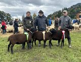 © Schafzuchtverband Vorarlberg © Schafzuchtverband Vorarlberg