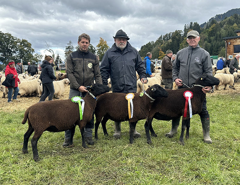 © Schafzuchtverband Vorarlberg © Schafzuchtverband Vorarlberg