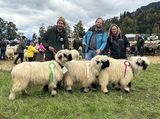 © Schafzuchtverband Vorarlberg © Schafzuchtverband Vorarlberg