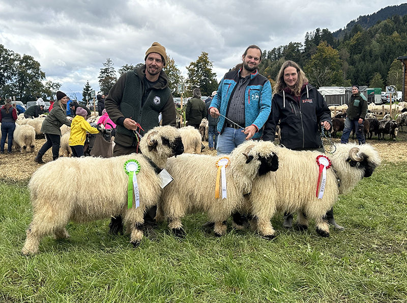 © Schafzuchtverband Vorarlberg © Schafzuchtverband Vorarlberg