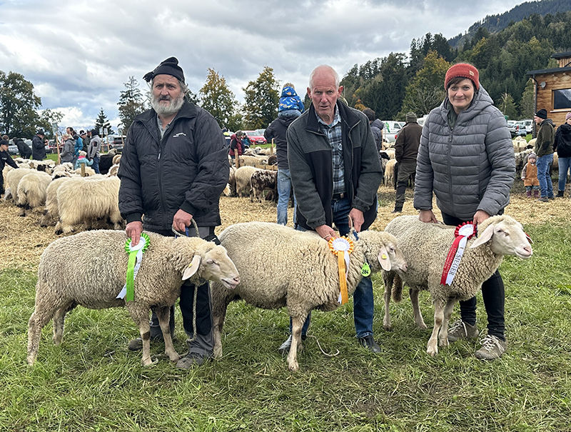 © Schafzuchtverband Vorarlberg © Schafzuchtverband Vorarlberg