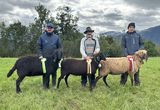 © Schafzuchtverband Vorarlberg