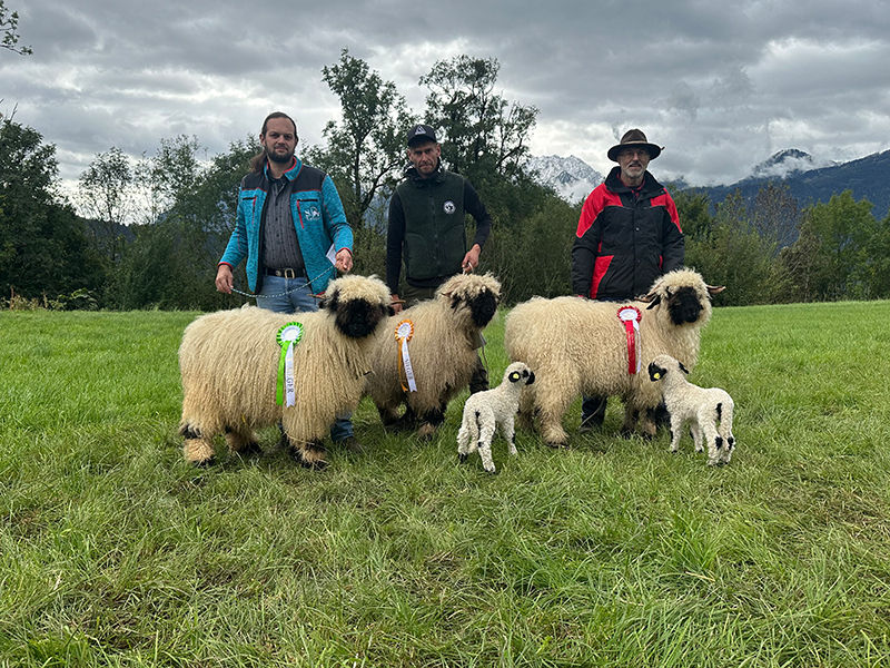 © Schafzuchtverband Vorarlberg © Schafzuchtverband Vorarlberg