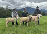 © Schafzuchtverband Vorarlberg