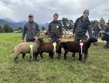 © Schafzuchtverband Vorarlberg © Schafzuchtverband Vorarlberg