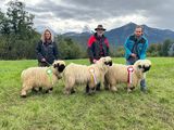 © Schafzuchtverband Vorarlberg © Schafzuchtverband Vorarlberg