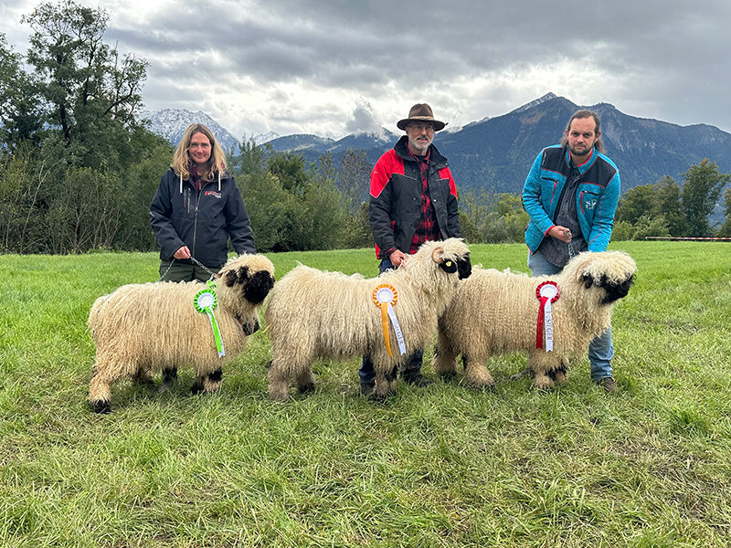 © Schafzuchtverband Vorarlberg © Schafzuchtverband Vorarlberg