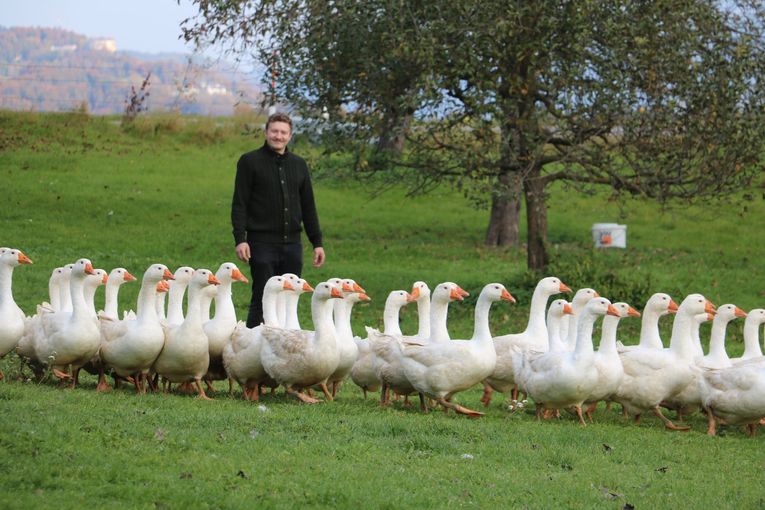 Gänse treiben @ Weber.jpg © Gerda Weber