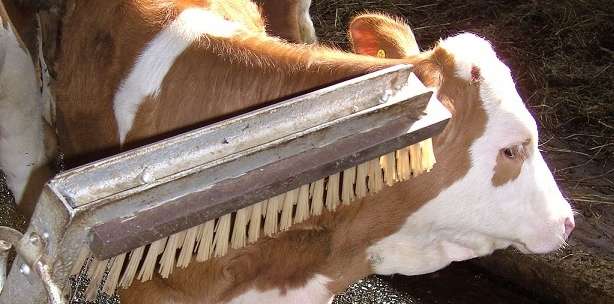 Enthornung.jpg © LK OÖ/Rudlstorfer Enthornung.jpg © LK OÖ/Rudlstorfer