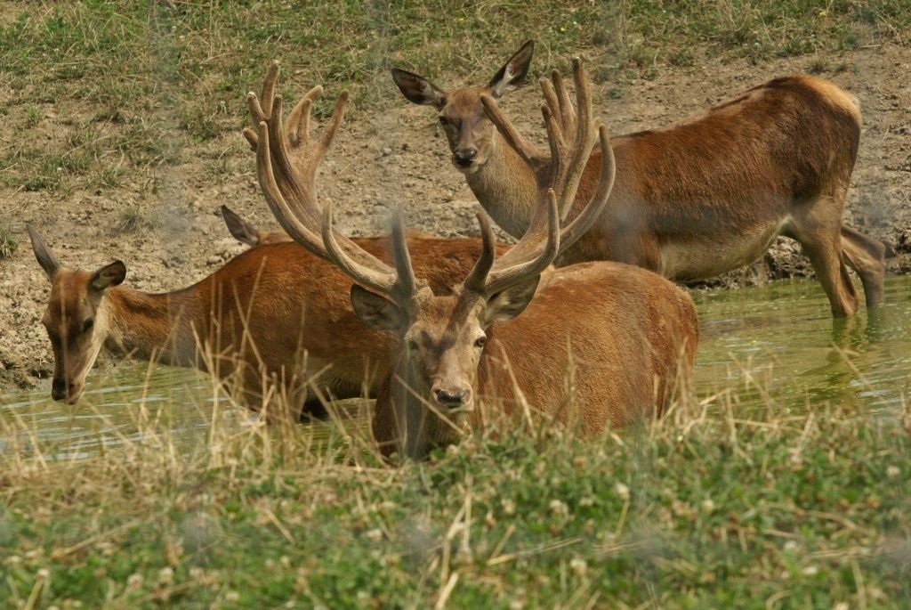 Rotwild_Hörsching_c_Sallmann_klein.jpg © Sallmann Rotwild_Hörsching_c_Sallmann_klein.jpg © Sallmann