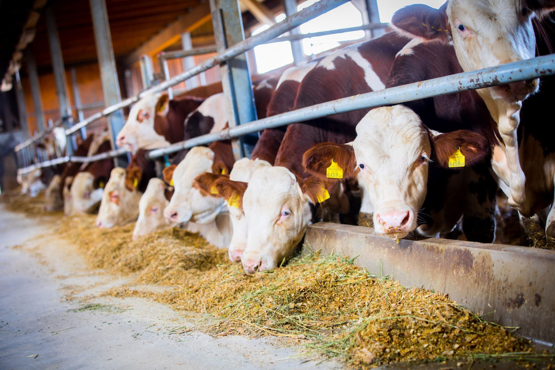 Rindermast Zimmermann__johannesbrunnbauer (4)_klein.jpg © johannesbrunnbauer Rindermast Zimmermann__johannesbrunnbauer (4)_klein.jpg © johannesbrunnbauer