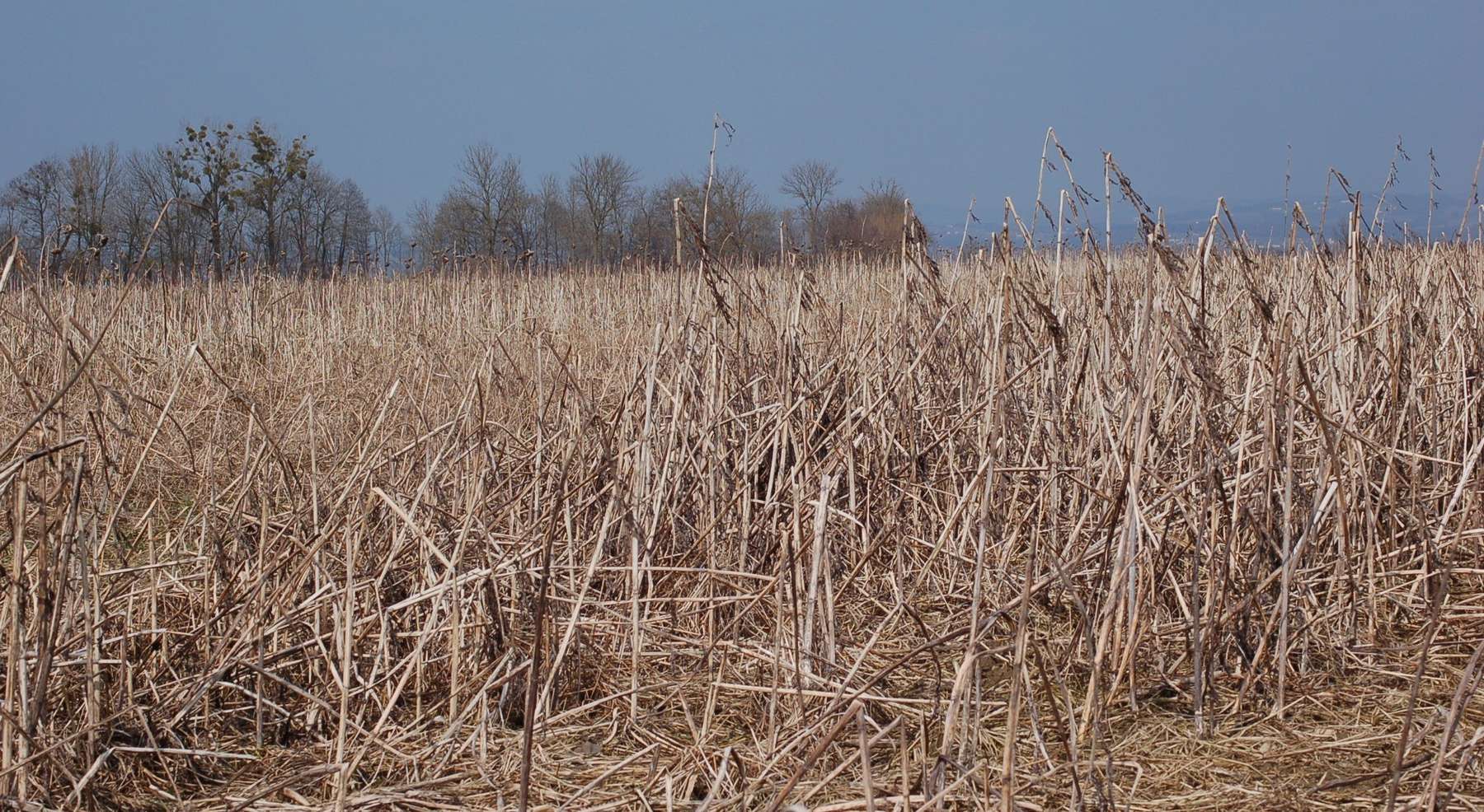 Begrünungsversuch © LK NÖ