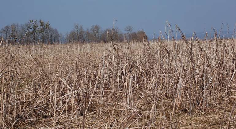 Begrünungsversuch © LK NÖ