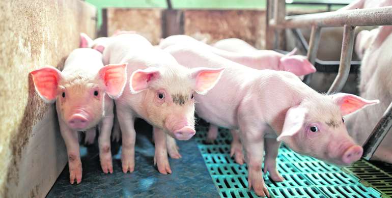 Ferkel © dobeStock/didesign Ferkel © dobeStock/didesign