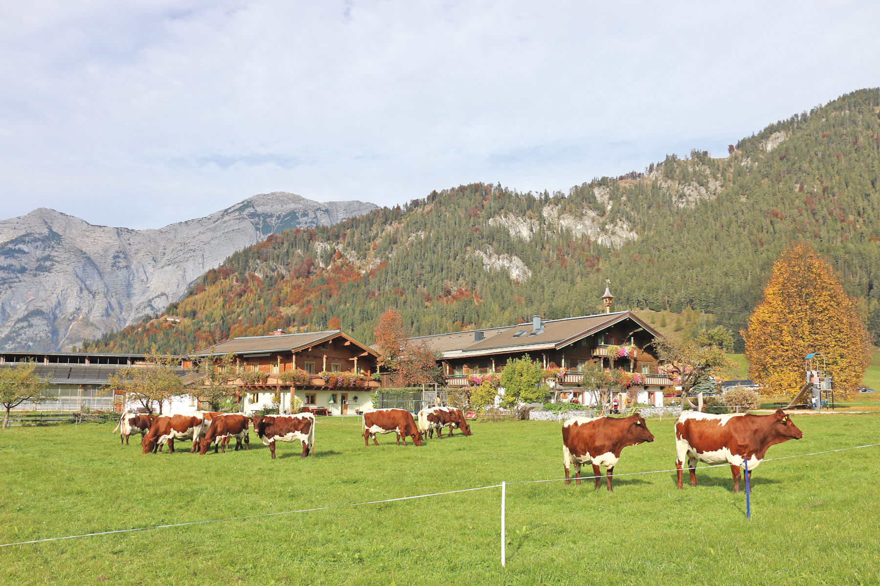 Saalfeldens Pinzgauerzucht im Fokus der Züchtertagung.jpg © Sendlhofer