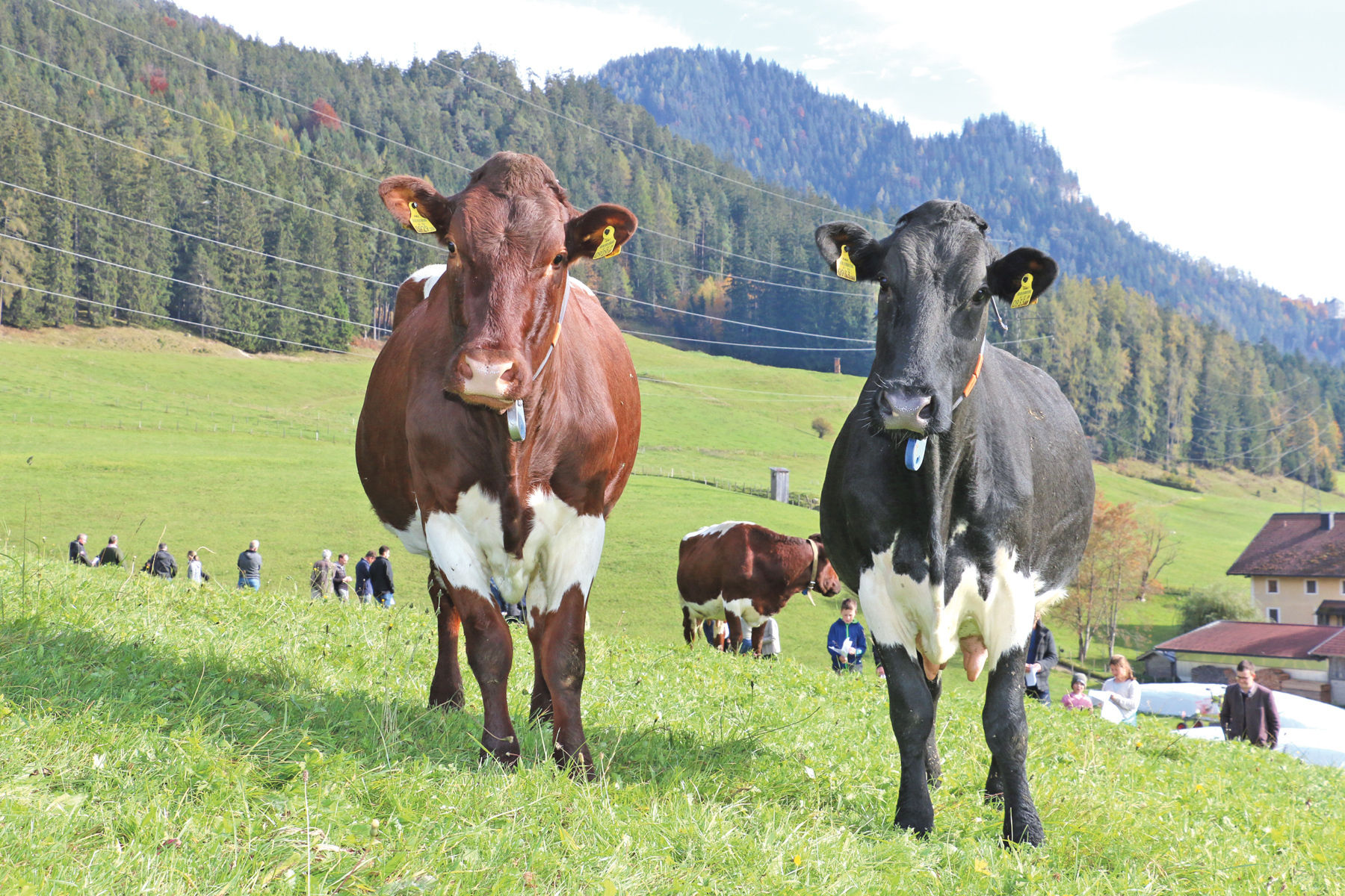 Saalfeldens Pinzgauerzucht im Fokus der Züchtertagung.jpg © Sendlhofer