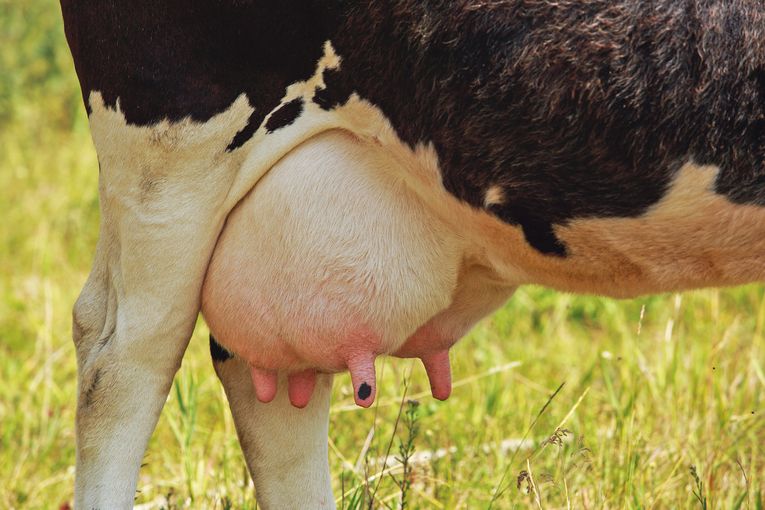 Energie im Futter bringt Eiweiß in die Milch .jpg © AdobeStock Energie im Futter bringt Eiweiß in die Milch .jpg © AdobeStock
